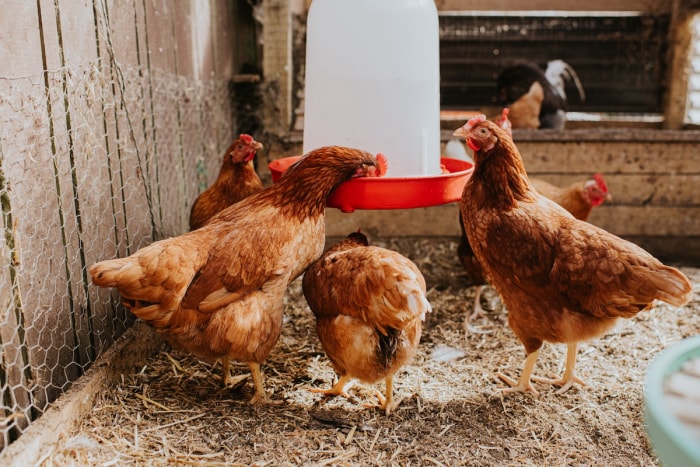 Les poules rouges s'abreuvent à l'abreuvoir du poulailler.