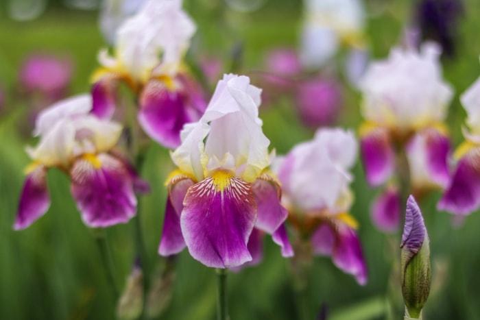 Fleur d'iris barbu aux pétales violet clair et violet foncé.