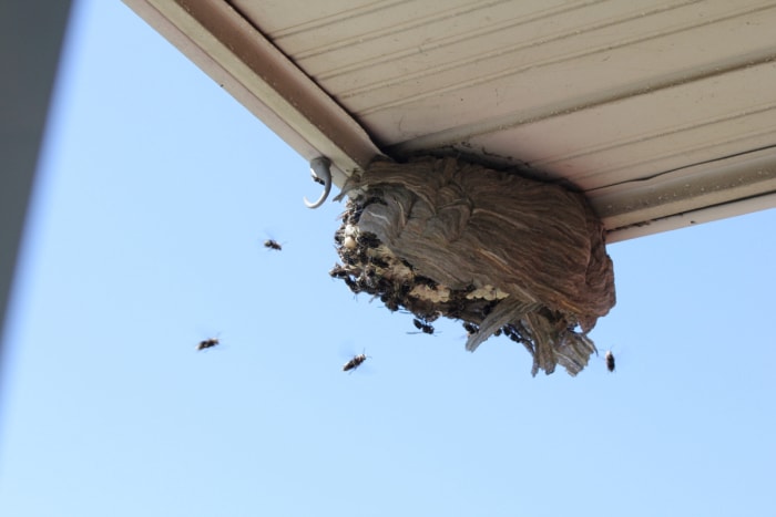 Des frelons volent dans un nid construit sous le plafond du porche d'une maison.