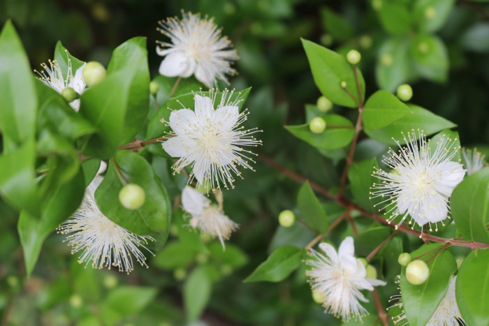 myrte,myrtus,myrthen,myrte commune