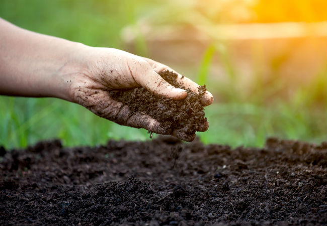 Quand, pourquoi et comment utiliser le thé de compost dans le jardin