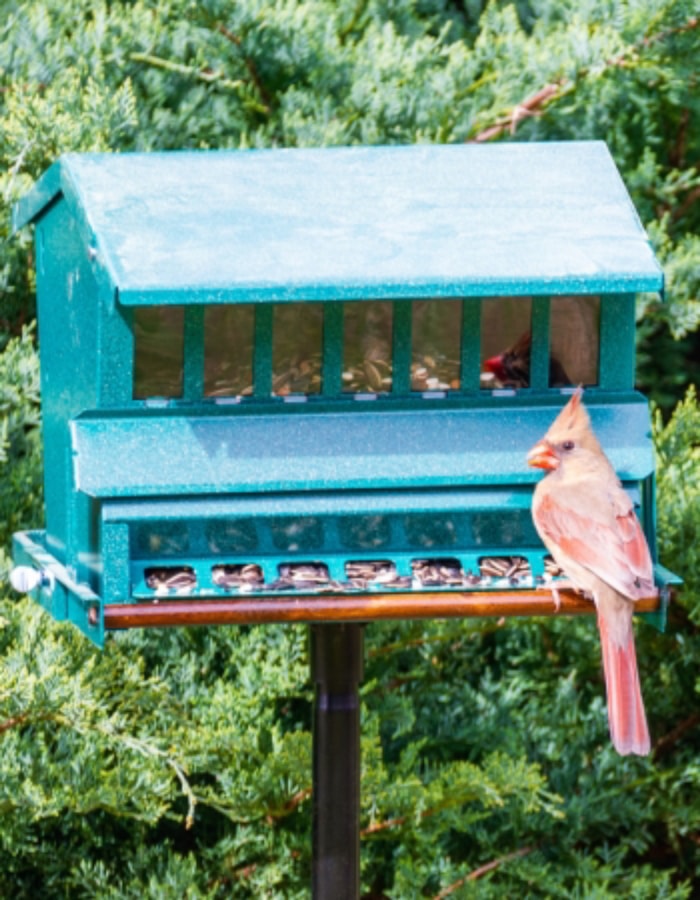 Revue des meilleures mangeoires pour les cardinaux