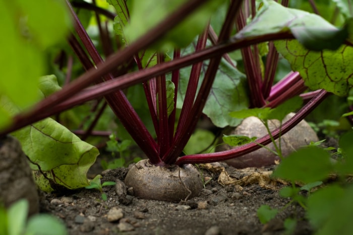 Betteraves dans le jardin