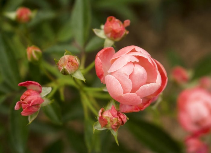 50 plantes qui prospèrent dans n’importe quel jardin