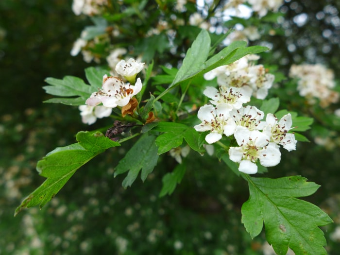 arbres d'ombrage à croissance rapide aubépine de Washington fleurs blanches