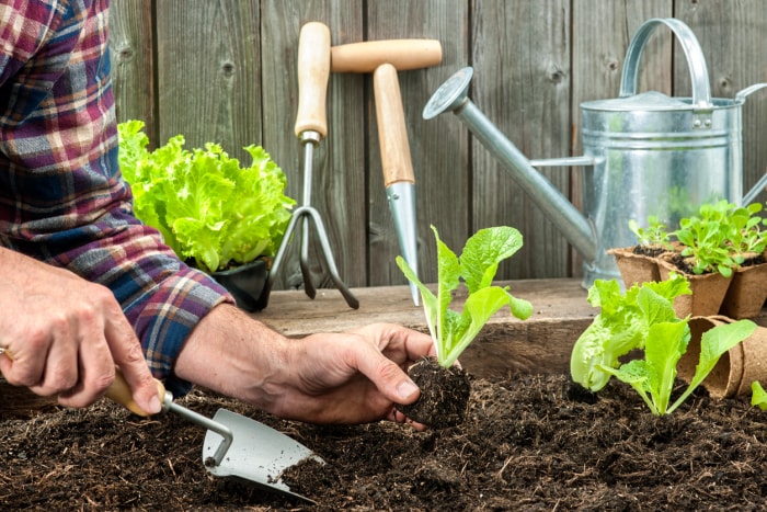 jardinier utilisant des outils pour planter des herbes