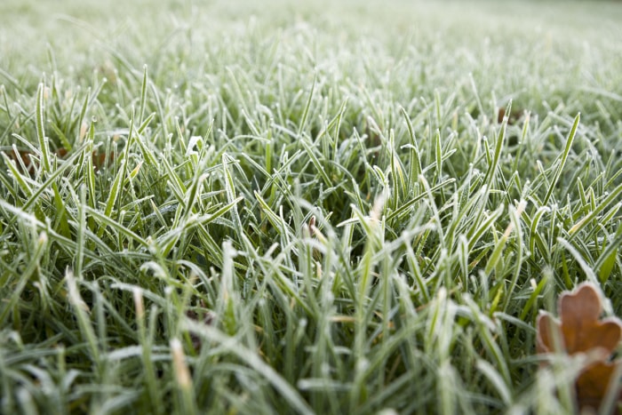 meilleur moment pour tondre la pelouse gros plan du givre sur l'herbe