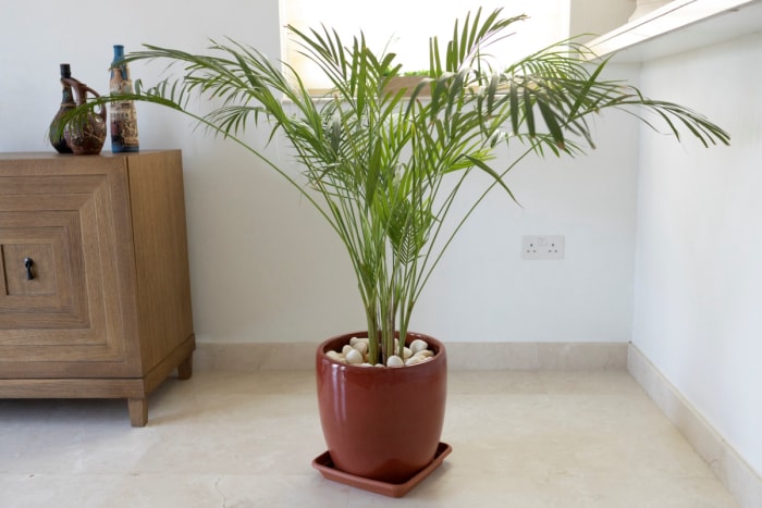 Plante d'intérieur en bambou dans un vase rouge.