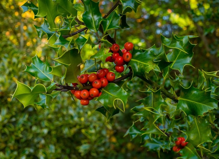 9 des meilleurs arbustes pour n'importe quel jardin