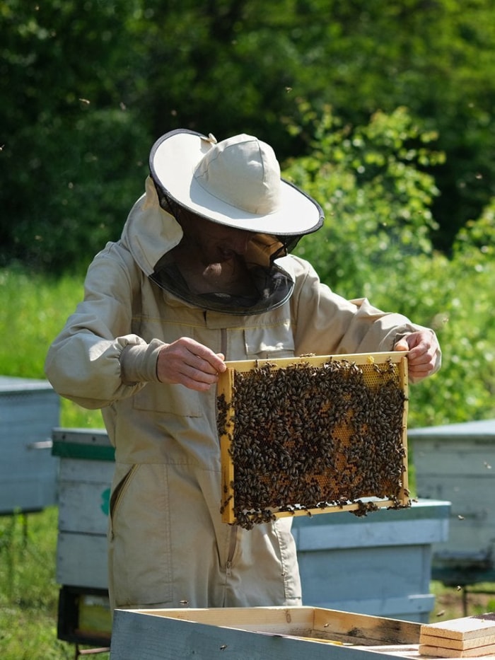 Miel fait maison : comment garder des abeilles dans votre propre jardin