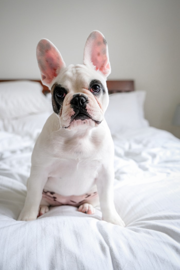 Mignon chiot bouledogue français assis sur le lit