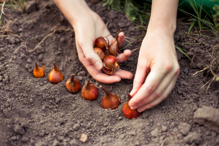 quand planter les bulbes de tulipe