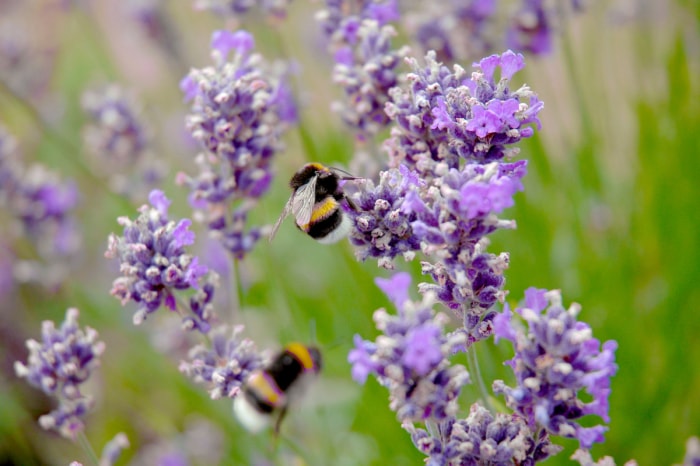 Deux bourdons volent autour des fleurs de thym rampant violet.