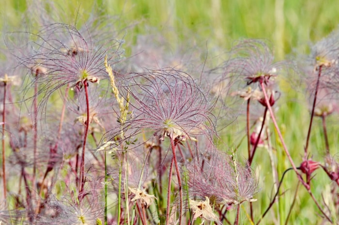 Geum triflorum (Fumée des prairies).