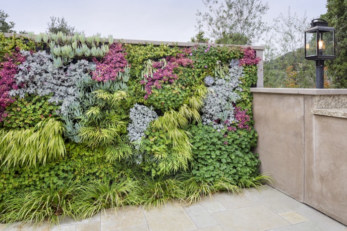 patio en pierre avec mur recouvert de plantes éclectiques