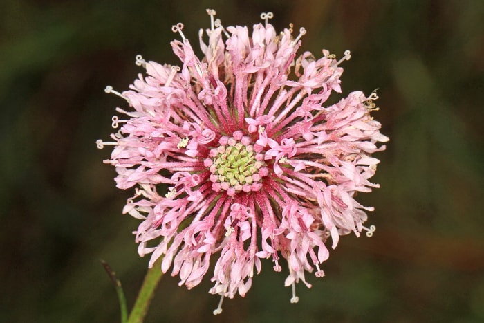 Plantes en voie de disparition