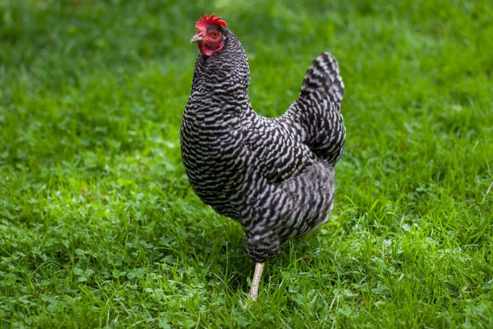 types de poulets