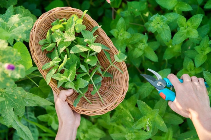 Menthe récoltée dans un panier avec un sécateur.