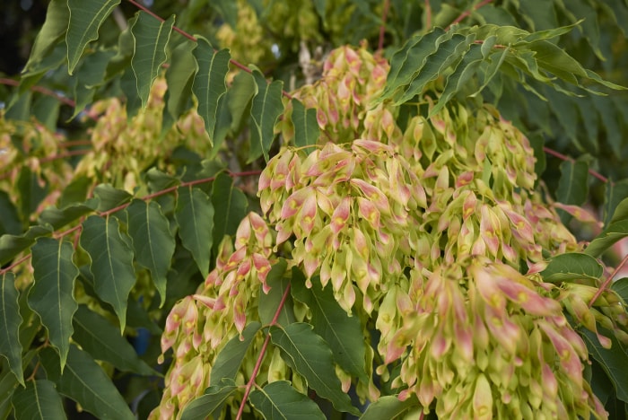 fruits de l'arbre Ailanthus altissima