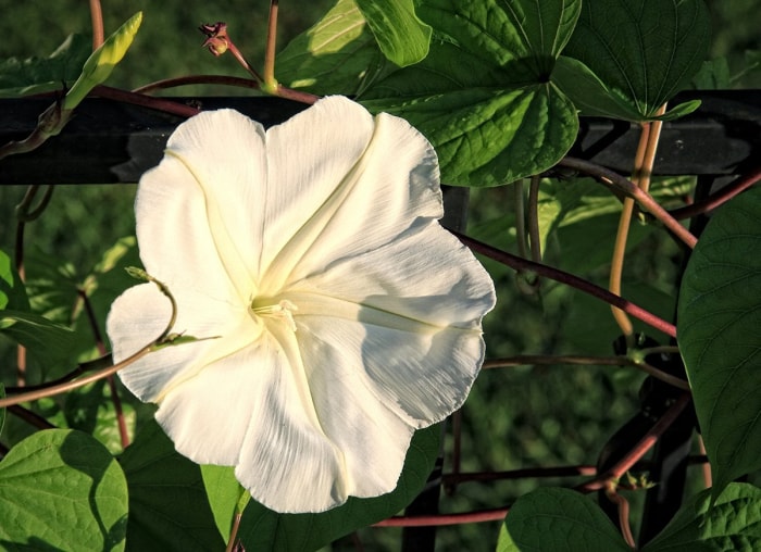 Ces 10 plantes à fleurs présentent les plus grandes fleurs