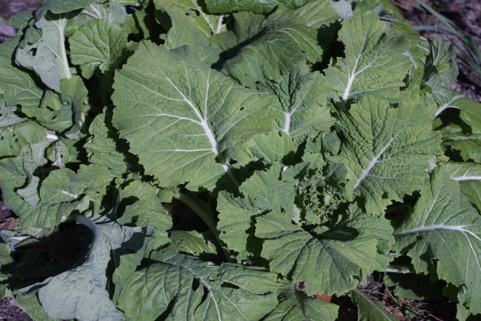 plantes pièges