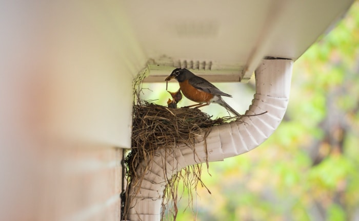 Petit oiseau nourrissant un oisillon dans son nid.