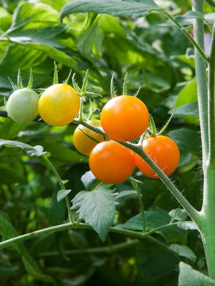 Le jardin indestructible : 15 légumes et herbes aromatiques qui s'épanouiront dans votre espace