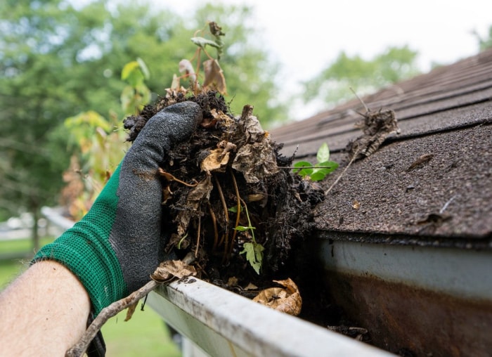 Les meilleures choses que vous pouvez faire pour votre jardin cet automne