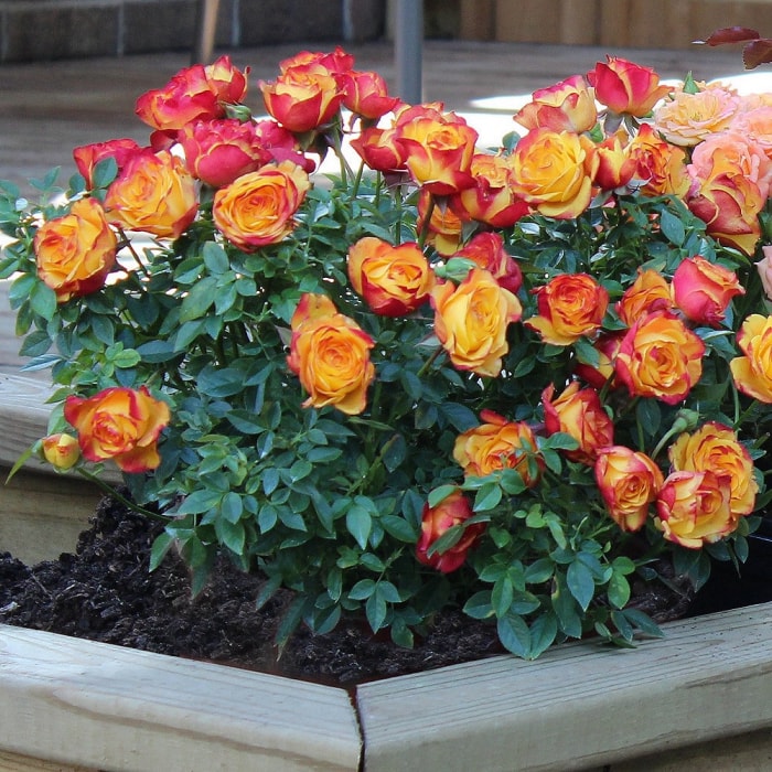 Rosier miniature Rainbows End dans un parterre de fleurs à la maison.