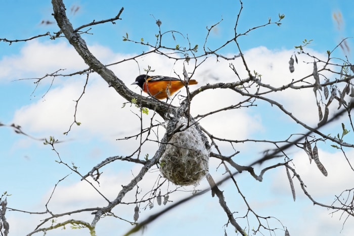 Un loriot de Baltimore assis dans un arbre au-dessus de son nid suspendu.