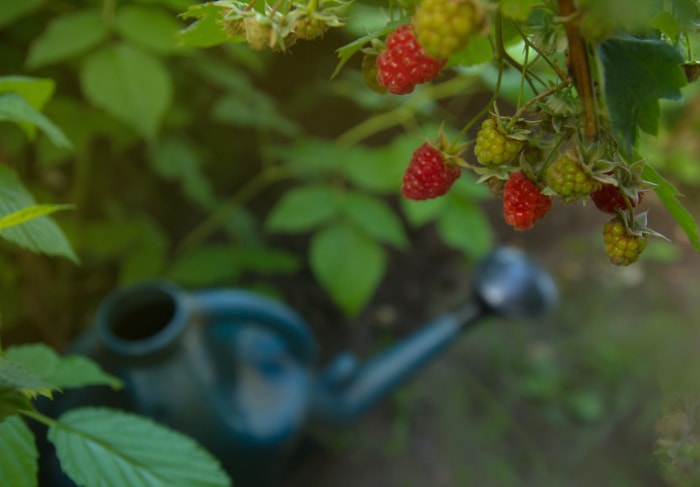 Gros plan d'un framboisier et d'un arrosoir dans un jardin familial