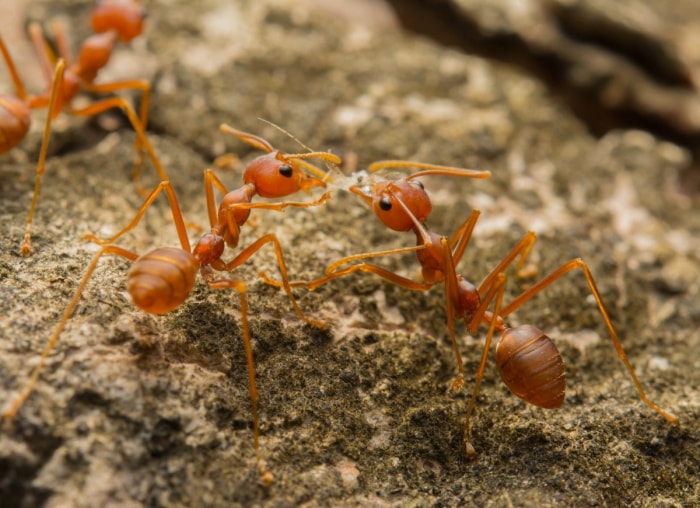 8 mythes sur la lutte antiparasitaire auxquels vous ne devriez pas croire