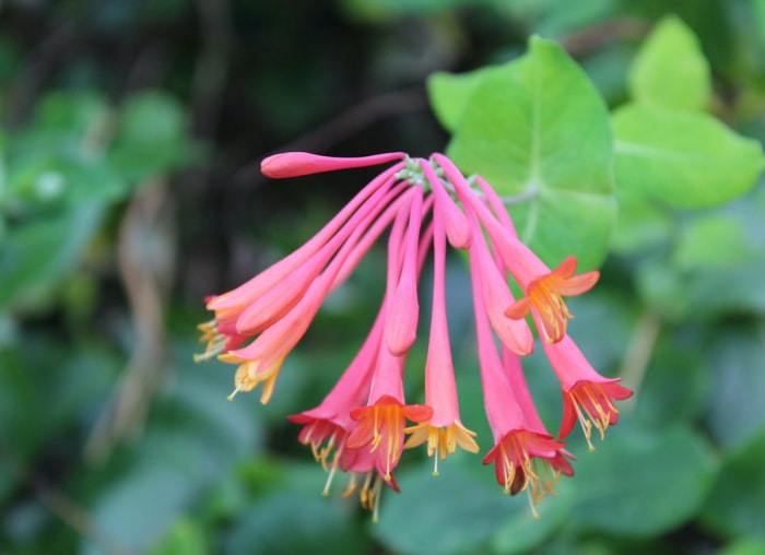 10 plantes à croissance rapide pour un attrait extérieur (presque) instantané