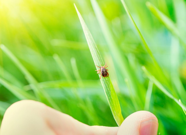 quand est la saison des tiques - gros plan d'une main tenant une tique sur un brin d'herbe