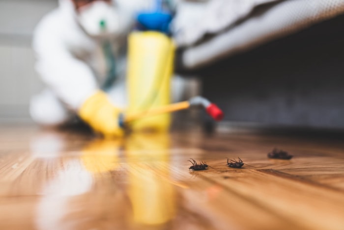 À lire avant de pulvériser un insecticide sur une infestation intérieure