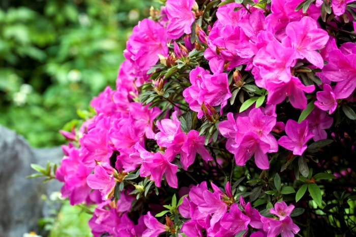 Fleurs d'azalée rose