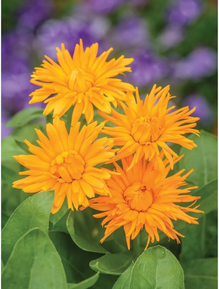 les meilleures fleurs pour démarrer à partir de graines - fleurs de calendula orange