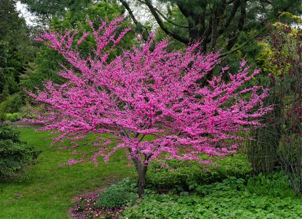 Cercis du Canada (Cercis canadensis)