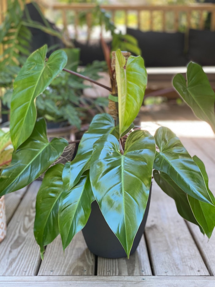 variétés de philodendrons