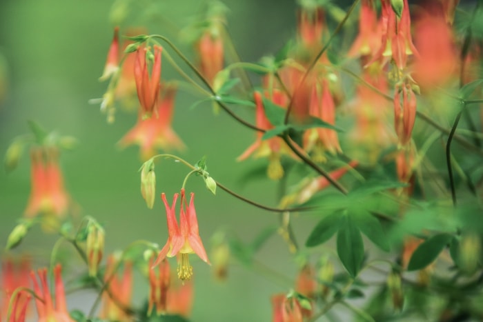 Ancolie sauvage (Aquilegia canadensis) poussant sur un buisson.