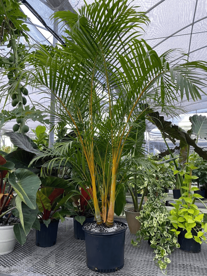 Un grand palmier à plumes ou palmier d'Areca en pot comme plante d'intérieur dans une serre.