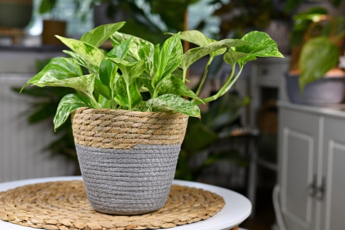 Photos de plantes d'intérieur dans un vase en forme de panier