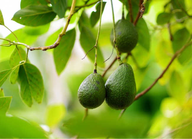 Trois avocats sont suspendus à une branche d'arbre.