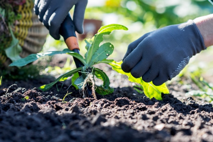 Une personne utilisant un outil à main pour arracher les mauvaises herbes d’un petit parterre de jardin.