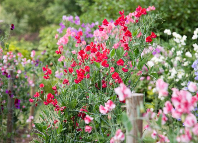 fleurs à l'ancienne