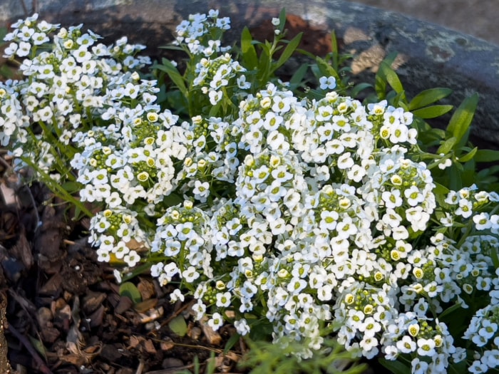 Plante à grappes de petites fleurs blanches.