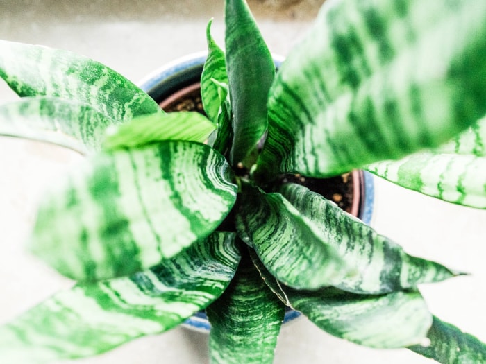 15 variétés de plantes serpent pour une décoration de salon nécessitant peu d'entretien