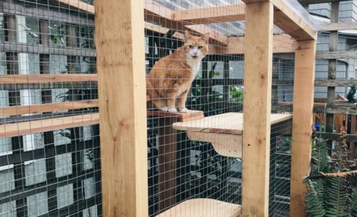 Un chat orange avec une poitrine blanche est assis sur une étagère supérieure dans un grand catio.