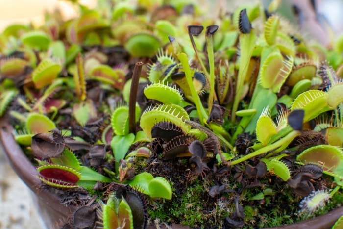 soins du piège à mouches de Vénus lobes du piège à mouches de Vénus noir