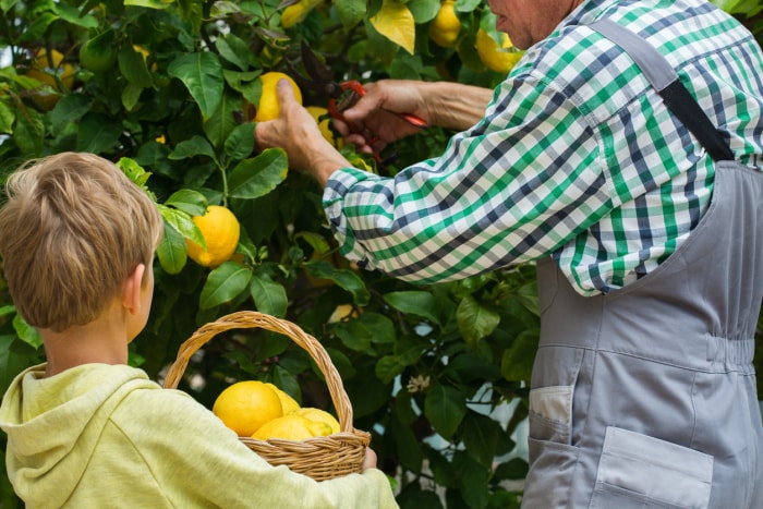 Agriculteur senior, homme, grand-père avec jeune garçon, petit-fils récoltant des citrons du citronnier dans le jardin privé, verger. Concept saisonnier, été, automne, cultivé à la maison, passe-temps.